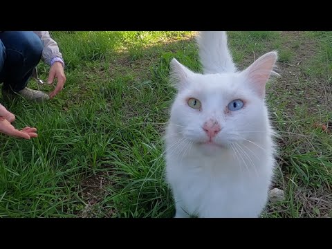 Van cat with different colored eyes wants to play with me