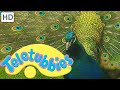 Teletubbies Peacocks Full Episode