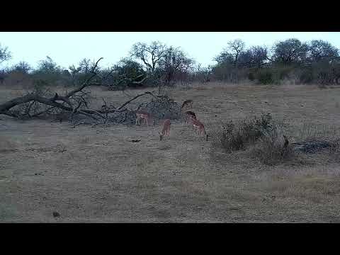 Djuma: Small group of Impalas feeding - 00:53 - 09/09/21