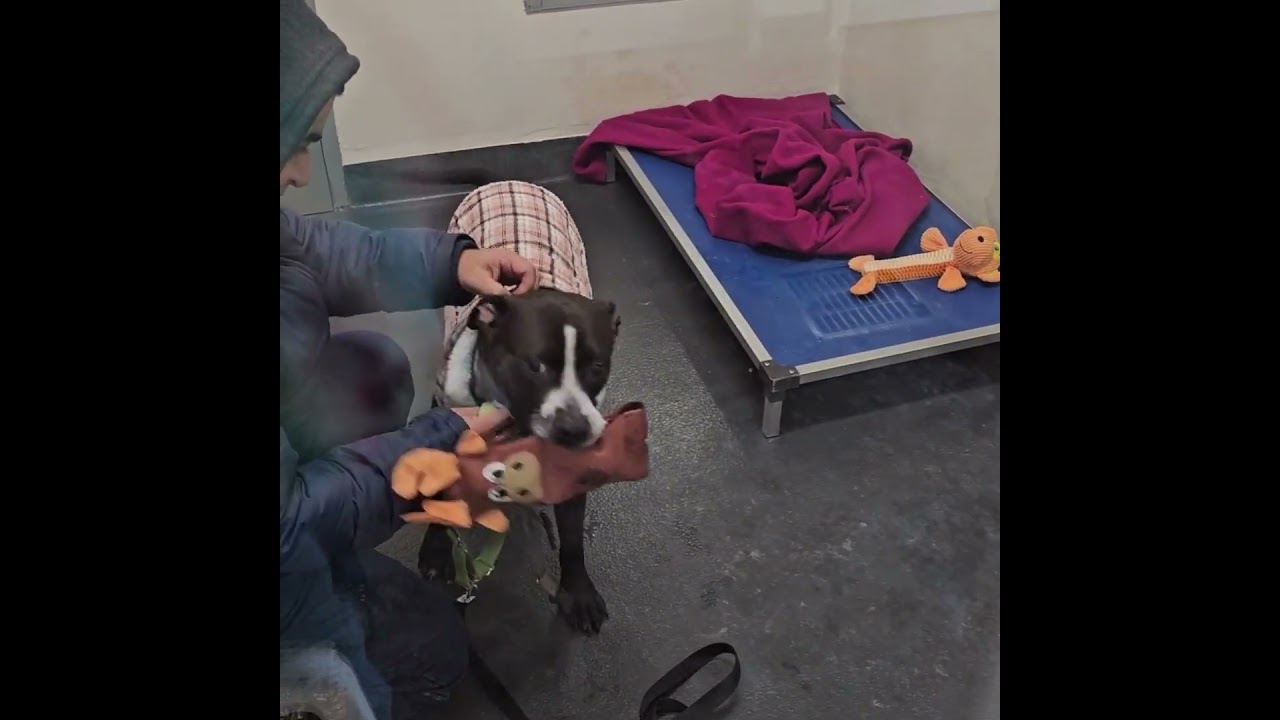 Silly Goose, an adopted mixed breed in Ithaca, NY video 6/6