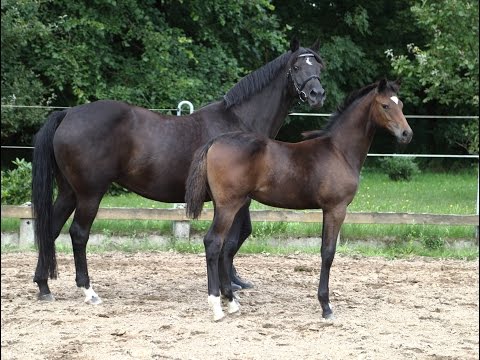 Oldenburger Stutfohlen von Best of Gold / Hohenstein / Matcho AA