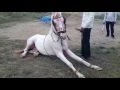 Horse dance training  part 1