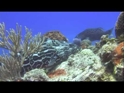 Cozumel Scuba Dive - Dalila Reef w Sharks, Turtles ( Grunden family )