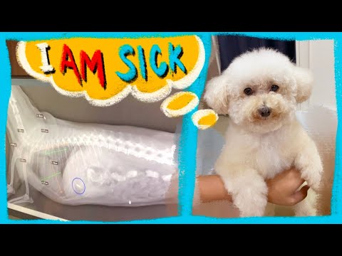 My Toy Dog Swallowed Something | Things to Do | The Poodle Mom