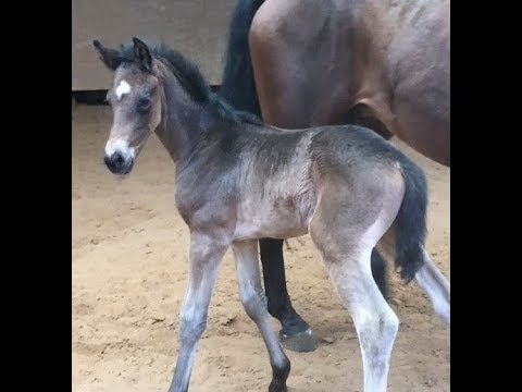 2018 Hanoverian filly by /Stutfohlen von FINEST for sale