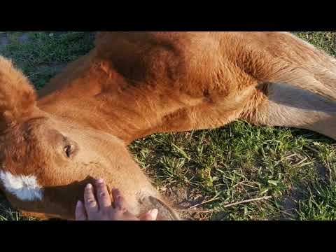 O seară liniștită între mânji, flori și greieri - Herghelia Fitero