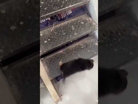 😅 Funny dog videos#dogs #foryou #Funny animals #funnypets