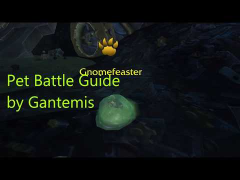 How to defeat Gnomefeaster pet battle