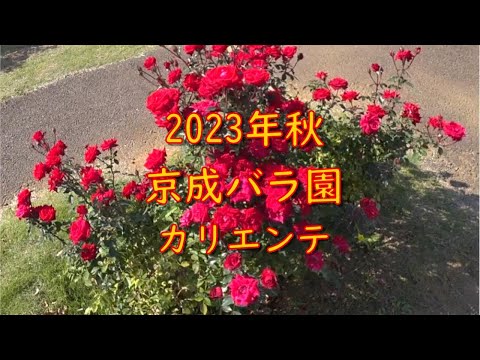 [Enciclopédia de Rosas]《Caliente》Rosas nos Jardins de Rosas Keisei no outono de 2023.
