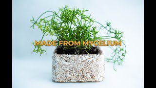 DIY Biodegradable Planter Box: Easy Step-by-Step Guide Using Reishi Mycelium