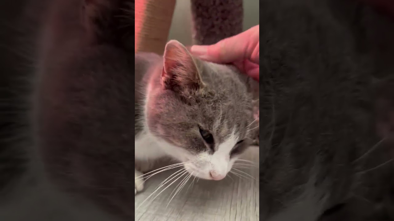 Enlarge Gabby , a Adoptable mixed breed in Hilton Head Island, SC video 4/4