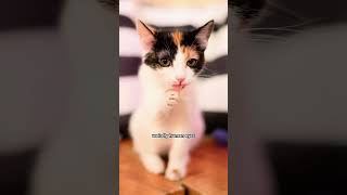 This Cat Used to Be a Baby