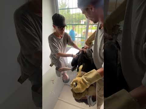 CÓNDOR ANDINO RESCATADO EN NOGOLÍ