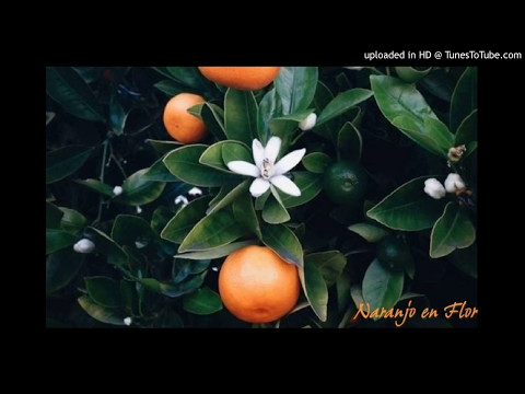 Today's Tango Is... Naranjo en Flor - Pedro Laurenz 18-07-1944