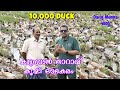 കുട്ടനാടൻ താറാവ് കൃഷി ലാഭകരം | Kerala Kuttanadan Duck Farming and Hatc