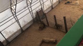 preview picture of video 'The Wild Animal Sanctuary in Colorado/ Winter Months'