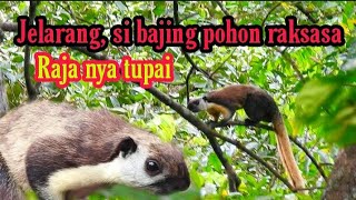 Download lagu TUPAI JELARANG/JARALANG JAWA/SUARA PIKAT AMPUH TUPAI JELARANG @Dogsulsniper mp3