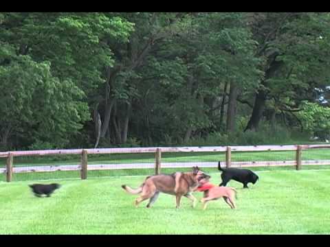 Scout Burnell-Garbrecht Dog Park, Xenia, Ohio