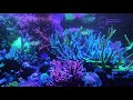 Maxwells Reef 180619