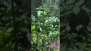 How to: Keeping chipmunks, squirrel and deer off my tomatoes