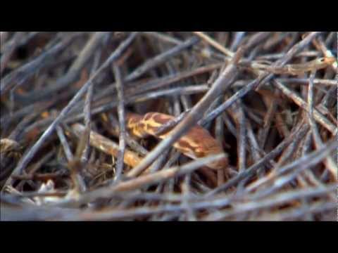 chevron protects nature on barrow island