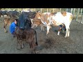 Tirando Leite Das Vacas Manual No Curral Pela Manhã Bezerros Se Deleitam Na Seção Mamação