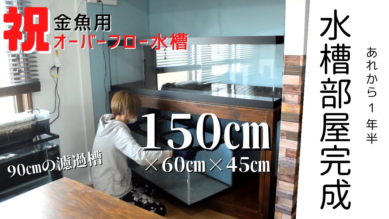 金魚用の150㎝オーバフロー水槽を設置しました！オーダーメイド大型水槽！私が作った水槽部屋でメンテナンスの様子も紹介！