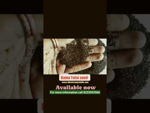 Rama Tulsi seed, Packaging Type: Bag