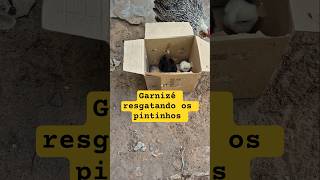 A garnizé Ema resgatando os pintinhos #shorts