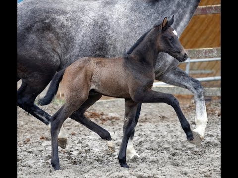 *2019 Stutfohlen von Maracana - Christ (5 Tage alt) *SOLD*
