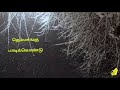 Thenmerkku Paruvakatru Song Status