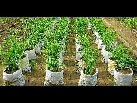 Persiapan Rusia untuk harga potensi Beberapa produk yang berguna untuk potensi laki-laki