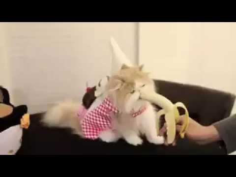 Ha Haa .. What a Cutie !!