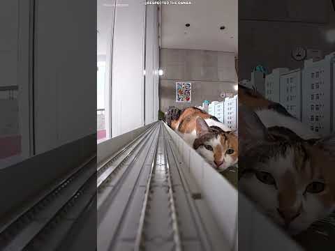 🚂🐱 Маленький поезд попал в мир огромных кошек! 😱🐾