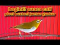 Suara Panggilan Pleci BUXTONI Jantan GUNKAR