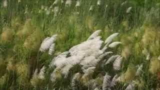 2015夕陽芒花之舞 +Anthony Ventura  演奏   Hohe Tannen