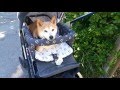 Maine Shiba Inu Mika Visits Umbrella Cover Museum 傘 柴犬