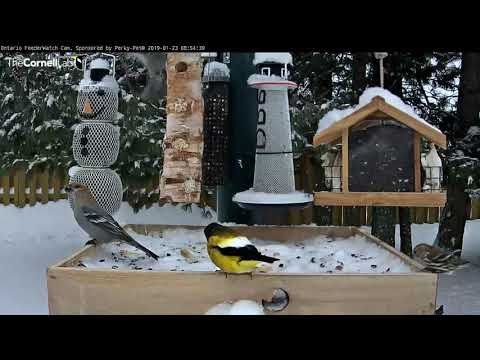 Counting Birds For Science In Manitouwadge, Ontario – Jan 23, 2019