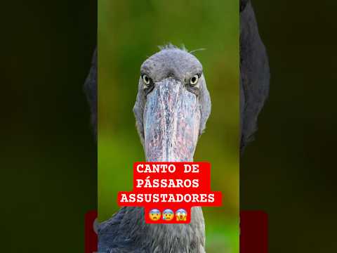 Você não vai ACREDITAR no canto desses PÁSSAROS #animais #bichos #curiosidades