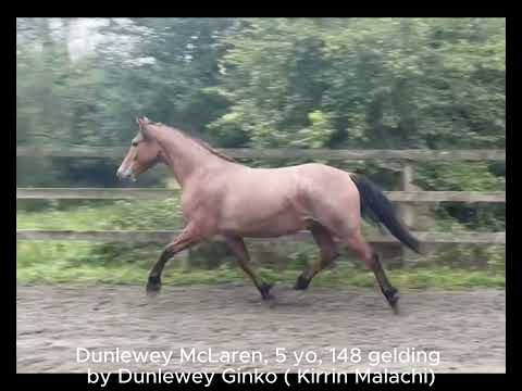 Connemara pony - Image 2