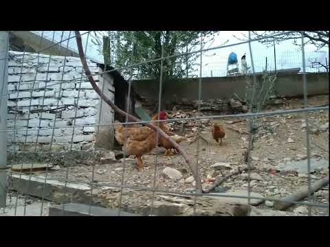 Juli po flet me pulat