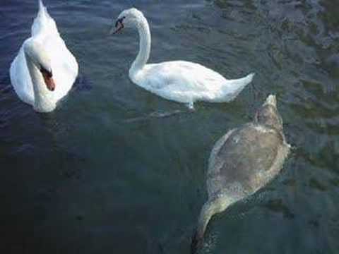 IL Lago dei Cigni