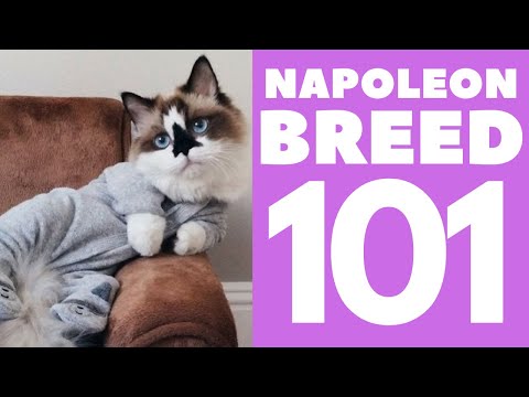 The Napoleon Cat 101 : Breed & Personality