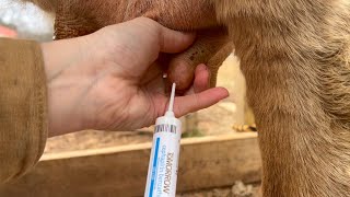 How to Give a Cow Mastitis Treatment - Intramammary Infusion