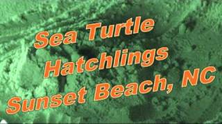 preview picture of video 'Sea Turtles Hatching at Sunset Beach, NC, August, 2009'