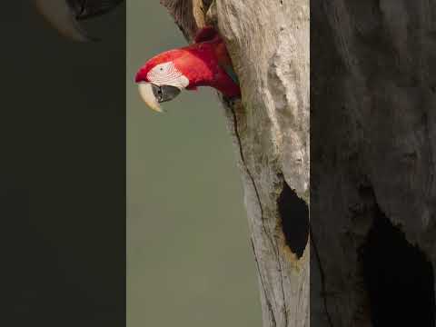 Las guacamayas de Segovia Antioquia.