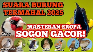 Download lagu Masteran Sogon Eropa Termahal | Suara Gacor Paling Dicari 2025! #masteransogon #sogonjuara mp3