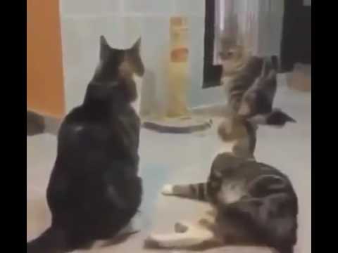 Cats scared by loud spongebob music!!😂