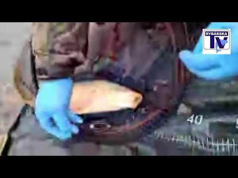 LIVE prenos: od vody- lovíme na jeseň