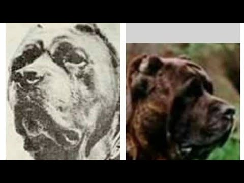 True history of the cane Corso, Neapolitan mastino and Cane da presa.